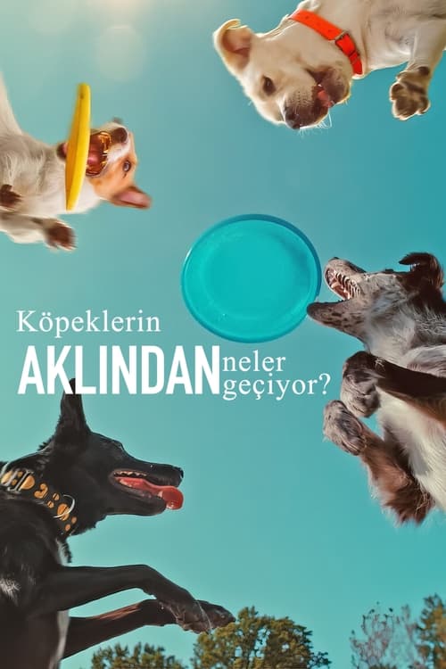 Köpeklerin Aklından Neler Geçiyor?